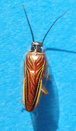 Chorisoneura albonervosa